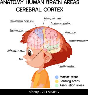 Anatomy human brain areas cerebral cortex with label illustration Stock Vector