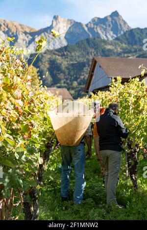 Wine farmers collecting their Cabernet Sauvignon grapes as they harvest their vineyard Stock Photo