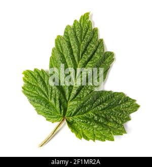 Raspberry leaves Stock Photo