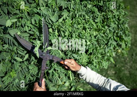 The old gardener cuts the bush with large metal old pruning shears. Garden care. Stock Photo