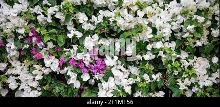 Close-up of a variegated bush with white leaves. Exotic plants of Egypt. Stock Photo