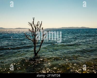 End of summer concept; A lonely dried tree on the rocks at the seaside. Sun shimmering on water. Blue tones are changing. Natural sky and sea view Stock Photo