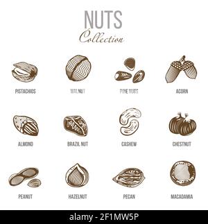 Sketch organic food set with different kinds of nuts on white background isolated vector illustration Stock Vector