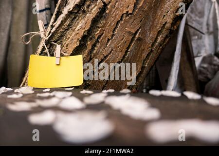 Paper for recording yellow in the background of the bark of a tree Stock Photo