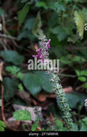 Stachys sylvatica flowers growing at Swanbourne Lake, Arundel, West Sussex Stock Photo