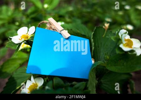 Blue paper for text on the background of blooming strawberries Stock Photo