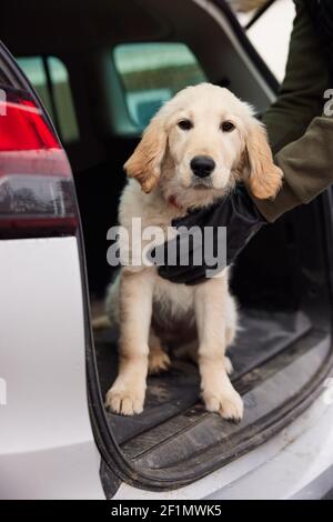 Male Criminal Stealing Or Dognapping Puppy And Putting Them In Car Stock Photo