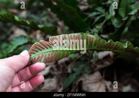 Asplenium scolopendrium (hart's tongue fern) plant growing in Arundel, West Sussex Stock Photo