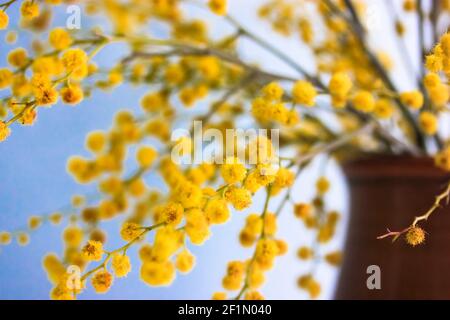 Stunning golden yellow mimosa flowers, acacia dealbata branches in bouquet close-up on blue background. Spring flowers in a brown clay vase. Blurred b Stock Photo