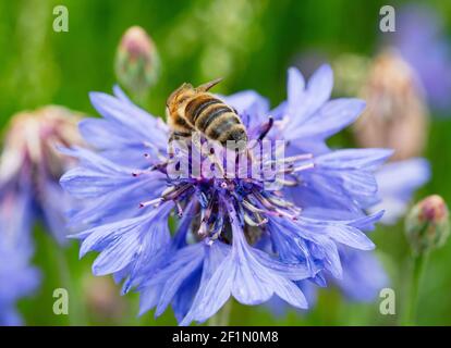Honey bee on a cornflower in a colorful meadow of wildflowers.Spring time in Park of Ticino, Lombardy, Italy. Stock Photo