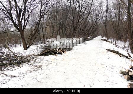 Many sawed tree trunks and branches stacked in a piles on both sides of the road in the winter park perspective view Stock Photo