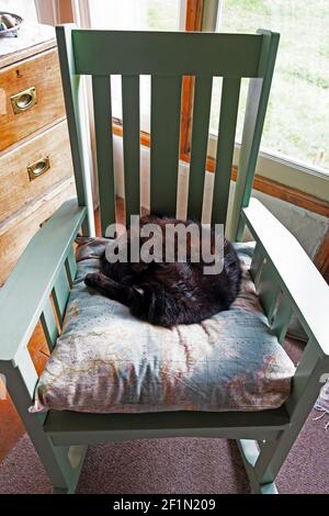 Black cat curled up asleep sleeping on a fluffed up cushion with textile map fabric in a green rocking chair in a living room Wales UK  KATHY DEWITT Stock Photo