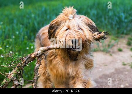 Portrait of happy dog briard (young female with ponytail) holding a stick in his mouth, standing in field, closeup. Stock Photo