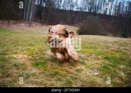 Young tawny dog briard (french shepherd) quickly runs on the pasture. Stock Photo