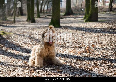 Sitting young fluffy female dog briard (french shepherd) with ponytail and tongue out in autumn park in sunny day. Stock Photo