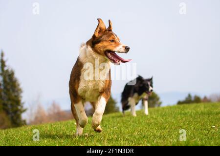 Two young dogs, brown crossbreed and black border collie runs and jumps on mountain meadow. Stock Photo