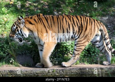 Sibirischer Tiger Stock Photo