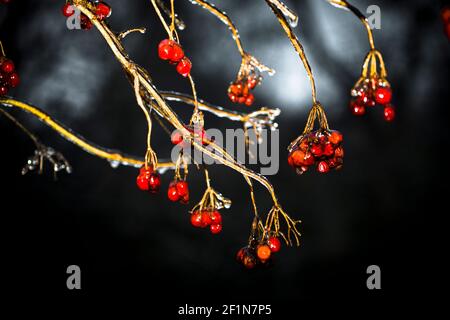 Ice-covered twigs and berries of viburnum (guelder rose) Stock Photo
