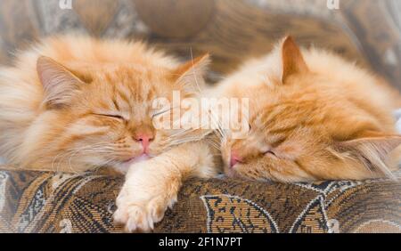 Twin red cat brothers, sleeping Stock Photo