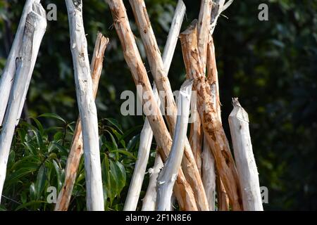 Thin Tree Branches without bark Stock Photo