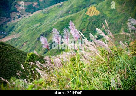 The best place to visit in Son La - another sky in Ta Xua mountain Ta Xua, Son La, Vietnam Stock Photo