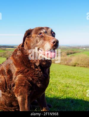 Old Chocolate Labrador sat in the spring sunshine, UK Stock Photo