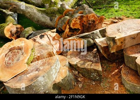 Fallen tree in the process of being sawn up after winter storm - John Gollop Stock Photo