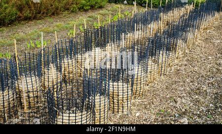 Tender plants covered in straw as protection against frost damage - John Gollop Stock Photo
