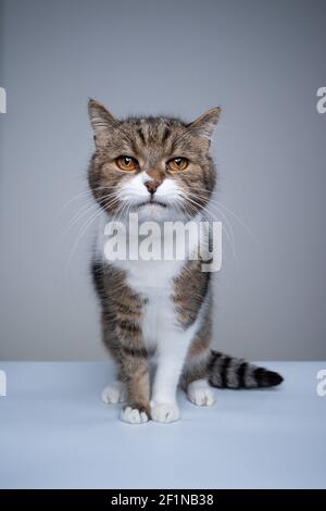 studio shot of a cute tabby white british shorthair cat sitting looking at camera with copy space Stock Photo
