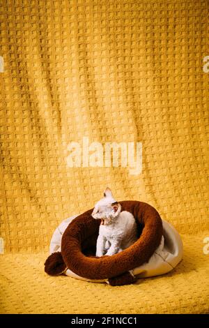 Funny Young Small Little White Devon Rex Kitten Kitty Resting In Warm Bag Bed. Short-haired Cat Of English Breed On Yellow Plaid Background. Shorthair Stock Photo