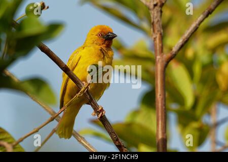 Eastern Golden Weaver - Ploceus subaureus yellow song bird in the family Ploceidae, found in eastern and southern Africa, green background, also yello Stock Photo