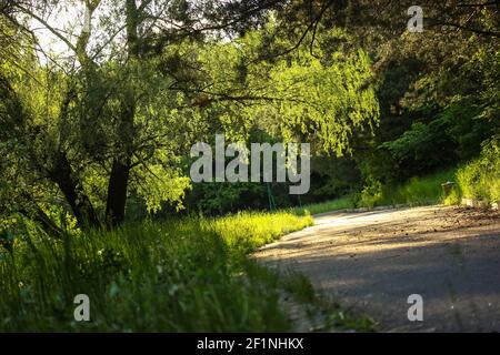 Path for a walk under the trees in the park at sunset. The sun's rays break through the thick green young foliage of bushes and trees. A beautiful lan Stock Photo