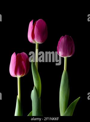 Three pink tulips isolated over black background. Stock Photo
