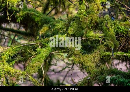 Close up of tree branches covered in luxuriant green moss and algae Stock Photo