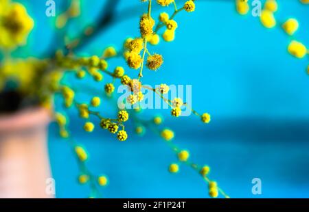 A bouquet of yellow mimosa flowers in a brown clay vase. Yellow spring flowers on wooden blue background. Golden Acacia dealbata in bloom as a gift fo Stock Photo