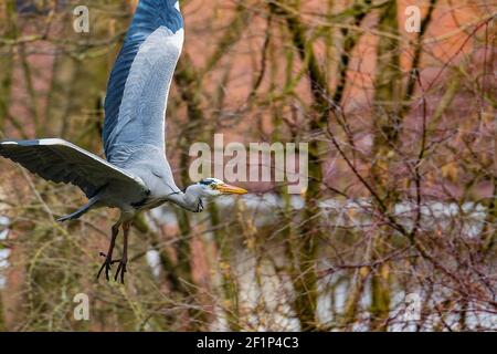 Grey heron in flight. Stock Photo