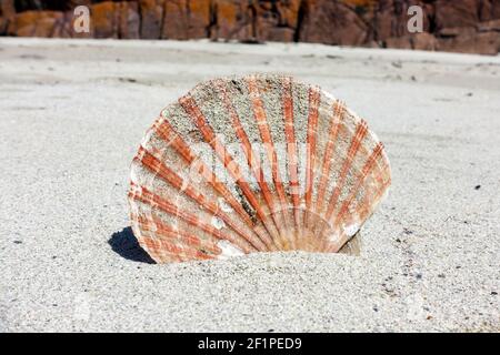 Scallop shell wedged in sand on a beach on the Isle of Mull in Scotland Stock Photo