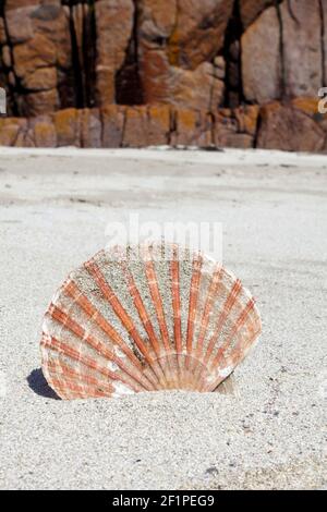 Scallop shell wedged in sand on a beach on the Isle of Mull in Scotland Stock Photo