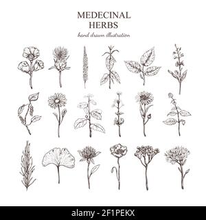 Hand drawn medical herbs collection with natural plants valuable for human health isolated vector illustration Stock Vector