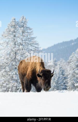 captive bison in snow at the Bison Ranch in Les Prés d'Orvin, Swiss Jura Stock Photo