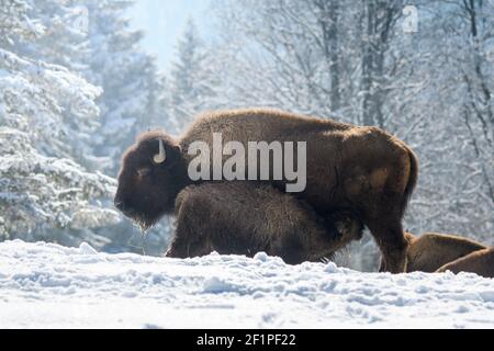 captive bisons in snow at the Bison Ranch in Les Prés d'Orvin, Swiss Jura Stock Photo
