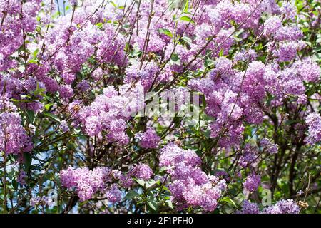 Light purple lilac tree. The lilac is a very popular ornamental plant in gardens and parks, because of its attractive, sweet-smelling flowers. Stock Photo