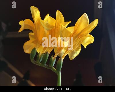 Yellow flowers with dark background, close up Stock Photo