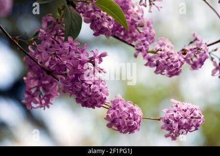 Light purple lilac. The lilac is a very popular ornamental plant in gardens and parks, because of its attractive, sweet-smelling flowers. Stock Photo
