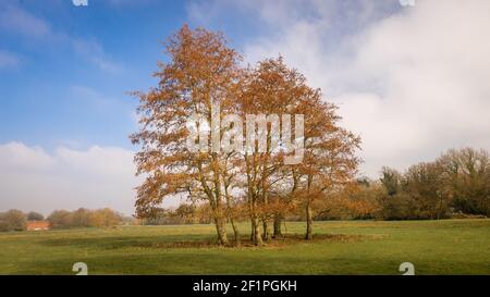 Cluster of isolated beautiful tall trees with red orange brown leaves in green field. Stock Photo