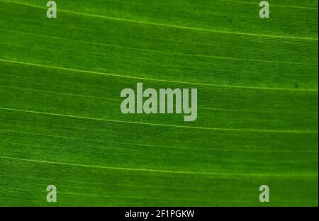 abstract green leaf patterns Stock Photo