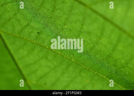 colorful patterns in green leaf Stock Photo