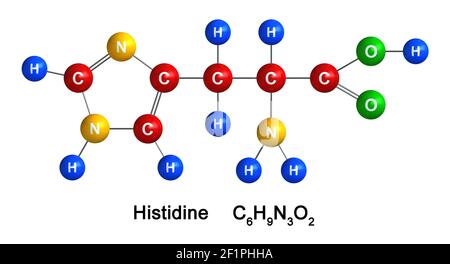 3d render of molecular structure of Histidine isolated over white background. Atoms are represented as spheres with color and chemical symbol coding: Stock Photo