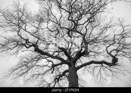 Silhouette of large oak tree against a pale sky. Black and white photograph. Stock Photo