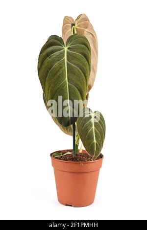 Tropical 'Philodendron Melanochrysum' houseplant in flower pot isolated on white background Stock Photo